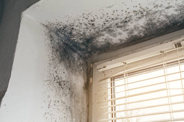 Affordable Mold Remediation solutions in Rebuck, PA