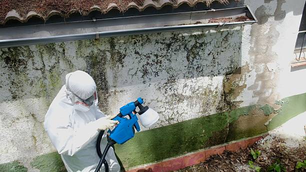 Top rated local Mold Remediation specialists in Rebuck, PA